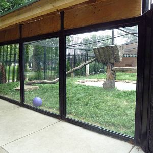 Snow Leopard Exhibit