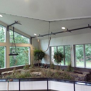 Future Cotton-Top Tamarin Exhibit