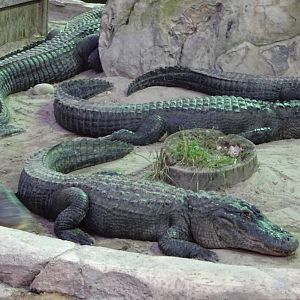 American Alligators at Gator Golf - 28/08/2014