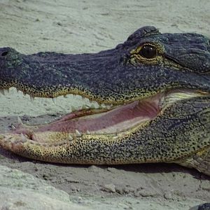 American Alligator at Gator Golf - 28/08/2014