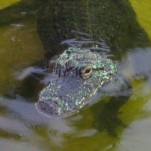 American Alligator at Gator Golf - 28/08/2014