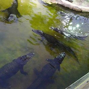 American Alligators at Gator Golf - 28/08/2014