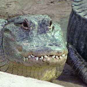 American Alligator at Gator Golf - 28/08/2014