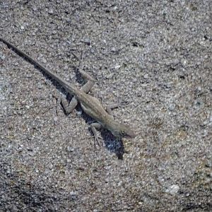 Brown Anole at Gator Golf - 28/08/2014
