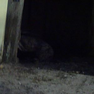 Tortoise at Gator Golf - 28/08/2014