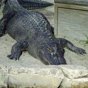 American Alligator at Gator Golf - 28/08/2014