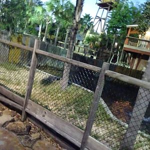 American Alligator Enclosure at Gator Golf - 28/08/2014
