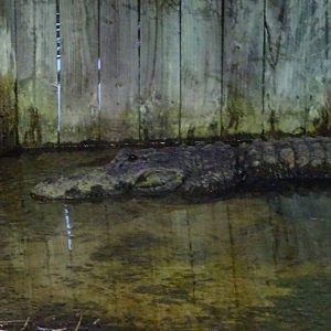 American Alligator at Gator Golf - 28/08/2014