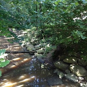 Eurasian otter exhibit