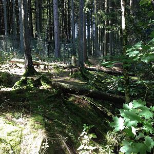 Eurasian otter exhibit.