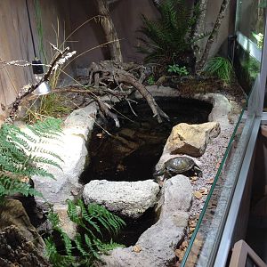 The Wetland - Building: European pond turtle exhibit