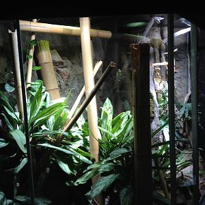 The Wetland - Building: Sambava tomato frog and Standing's day gecko exhibi