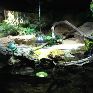 The Wetland - Building: Annam leaf turtle exhibit
