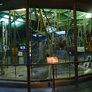 Vanishing Kingdom - Orangutan Exhibit (no outdoor access)