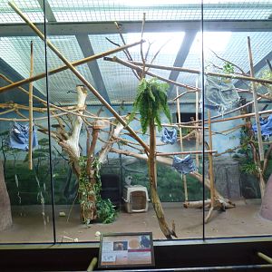 Vanishing Kingdom - Blue-Eyed Black Lemur Exhibit