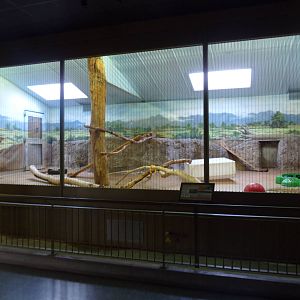 Vanishing Kingdom - Coati Exhibit