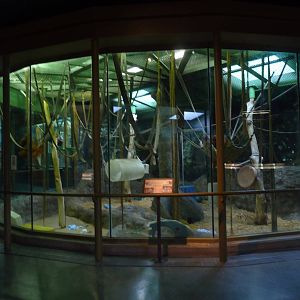 Vanishing Kingdom - Orangutan Exhibit (no outdoor access)