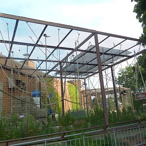 Vanishing Kingdom - Black-Handed Spider Monkey Exhibit