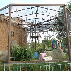 Vanishing Kingdom - White-Handed Gibbon Exhibit