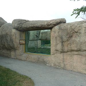 Vanishing Kingdom - Lion Exhibit
