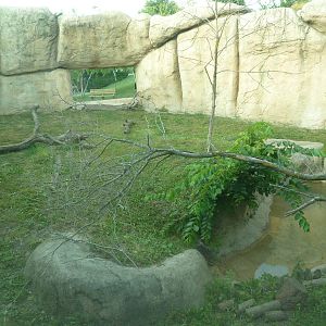 Vanishing Kingdom - Lion Exhibit