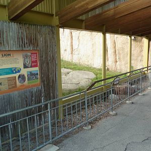 Vanishing Kingdom - Lion Exhibit