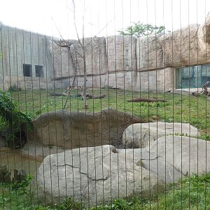 Vanishing Kingdom - Lion Exhibit