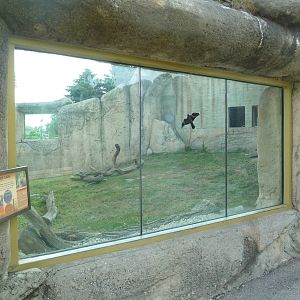 Vanishing Kingdom - Lion Exhibit