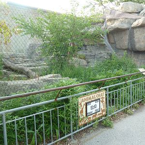Vanishing Kingdom - Canada Lynx Exhibit