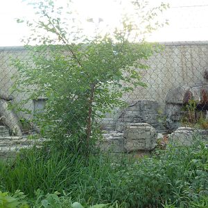 Vanishing Kingdom - Canada Lynx Exhibit