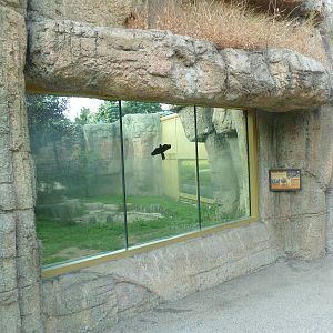 Vanishing Kingdom - Amur Tiger Exhibit