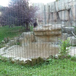 Vanishing Kingdom - Amur Tiger Exhibit