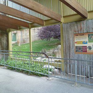 Vanishing Kingdom - Amur Tiger Exhibit