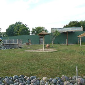 Land of the Giants - Dromedary Exhibit