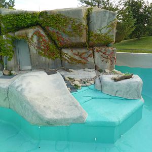 African Penguin Exhibit (drained of water)