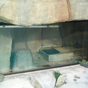 African Penguin Indoor Exhibit