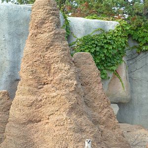 Meerkat Exhibit - Huge Termite Mound