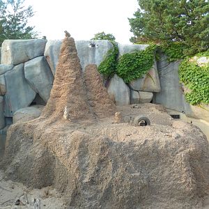 Meerkat Exhibit