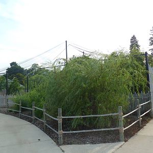 Lesser Adjutant Stork /Western Tufted Deer Exhibit - Outstanding!