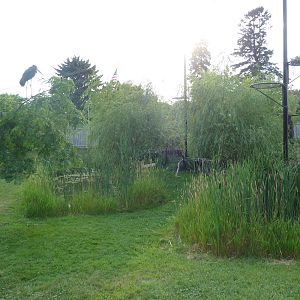 Lesser Adjutant Stork /Western Tufted Deer Exhibit - Outstanding!