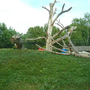 Andean Bear/Coati Exhibit