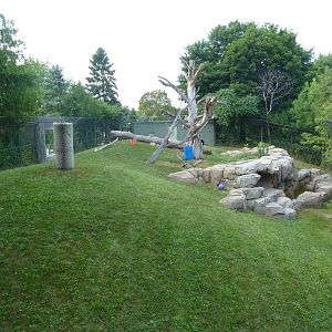 Andean Bear/Coati Exhibit