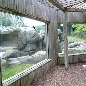 Andean Bear/Coati Exhibit