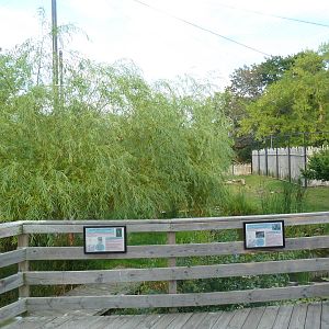 Lesser Adjutant Stork /Western Tufted Deer Exhibit - Outstanding!