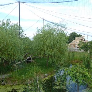 Lesser Adjutant Stork /Western Tufted Deer Exhibit - Outstanding!