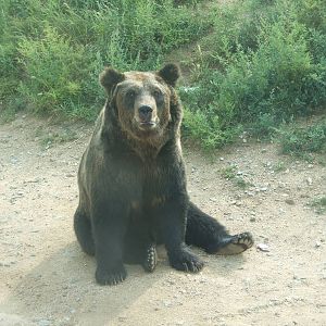 Ussuri brown bear (Ursus arctos lasiotus)