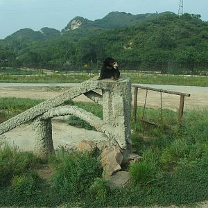 Sun bear exhibit