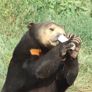 Drink for sun bear