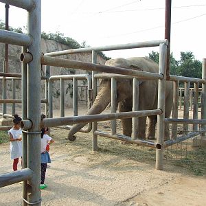 Asian elephant feeding
