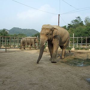 Asian elephant